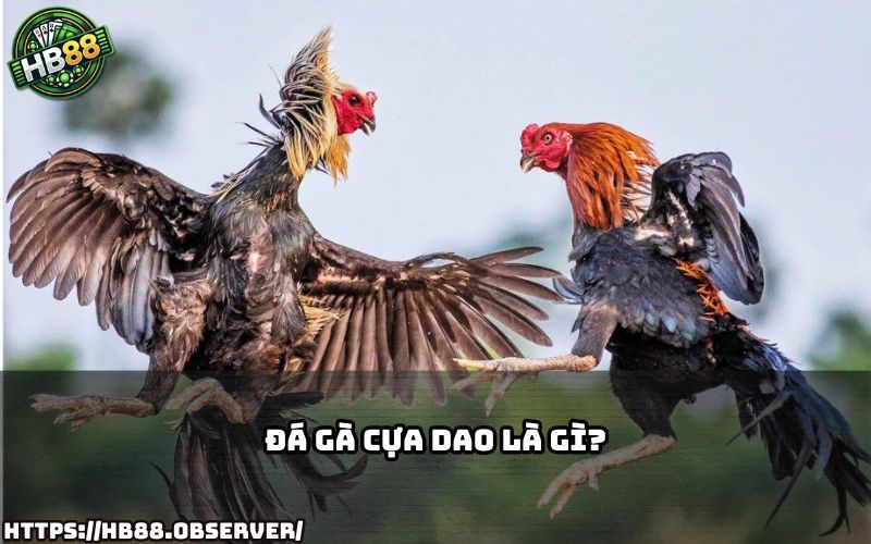 Tìm hiểu ngay đá gà cựa dao là gì và tại sao lại thu hút đông đảo cược thủ trên HB88 Tìm hiểu ngay đá gà cựa dao là gì và tại sao lại thu hút đông đảo cược thủ trên HB88