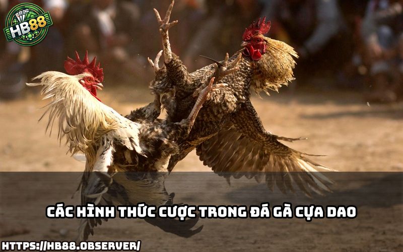 Tham khảo ngay các kèo hấp dẫn trong đá gà cựa dao, độc quyền chỉ có tại HB88 Tham khảo ngay các kèo hấp dẫn trong đá gà cựa dao, độc quyền chỉ có tại HB88