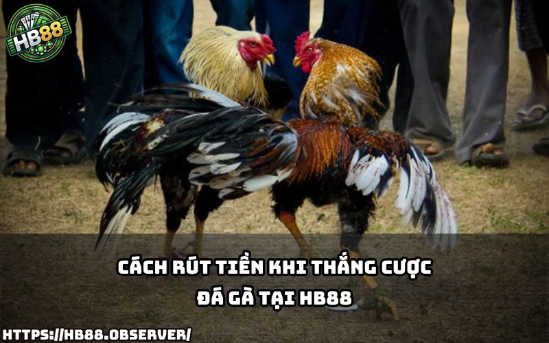 Hướng dẫn rút tiền siêu nhanh sau khi thắng kèo đá gà cựa dao tại sàn cược HB88 Hướng dẫn rút tiền siêu nhanh sau khi thắng kèo đá gà cựa dao tại sàn cược HB88